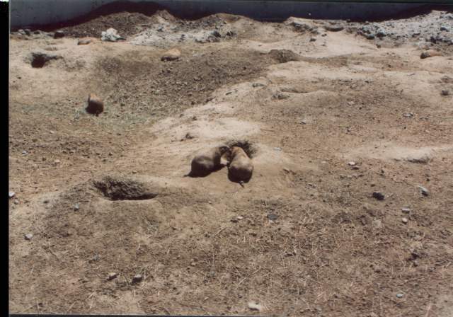Prairie dogs. Or maybe groundhogs?
