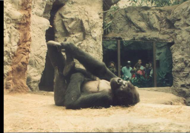 This brings up a philosophical point. do gorillas have a soul? does it itch?.