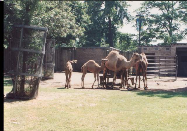 Camels in Buffalo - and boy do they have some thoughts on the weather. Ever had to deice your hump?