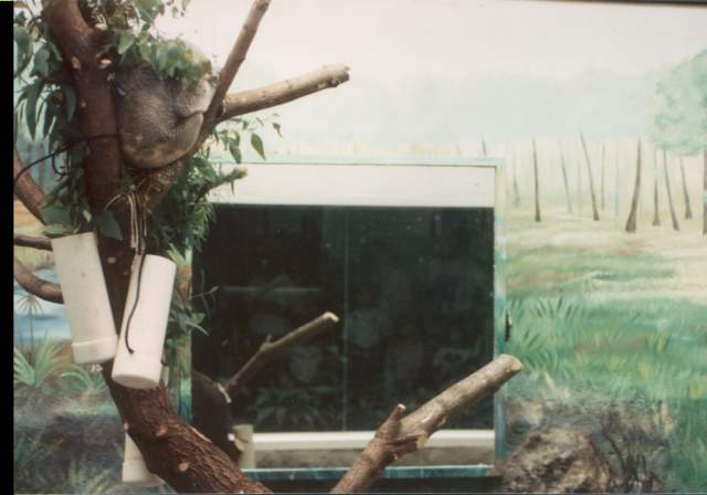 A koala tree-ts itself to a nice dinner...