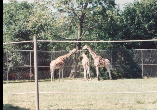 Giraffes.