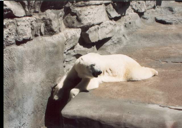 Aw look at da bear.
