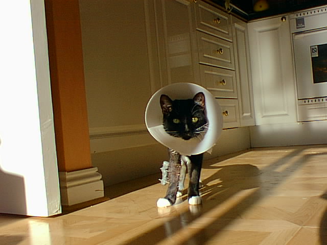 On the prowl. On the prowl.
