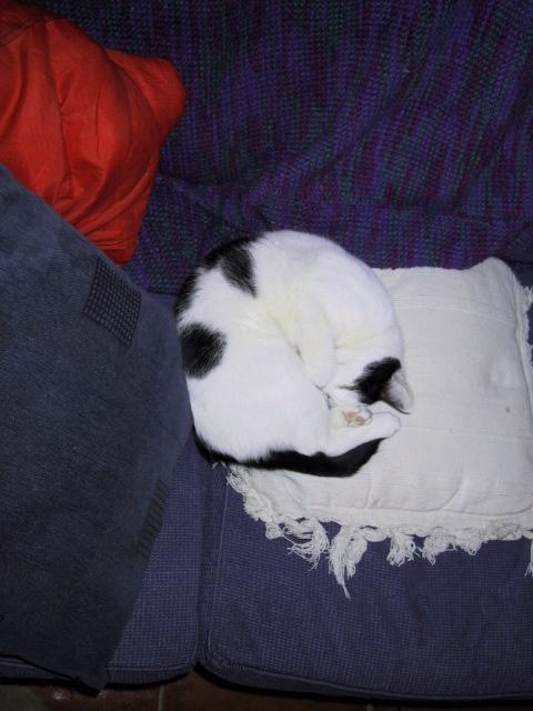 Oz sleeping and looking insanely cute.