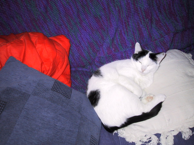 Oz waking up and still doing the cute thing.