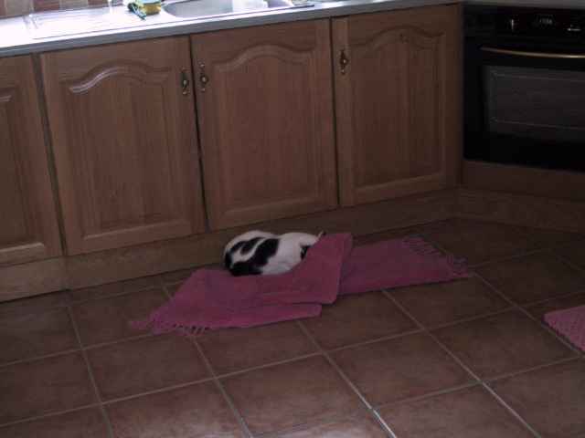 I just washed the rug in the kitchen so sorey and oz have to roll in it, attack it and pounce from it... I just washed the rug in the kitchen so sorey and oz have to roll in it, attack it and pounce from it...