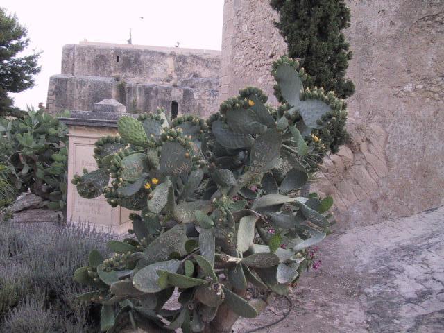 for the extra-lazy vandal, the cactus makes for appealing media.