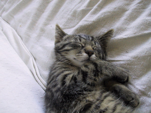 So cute i think we need insulin stat!