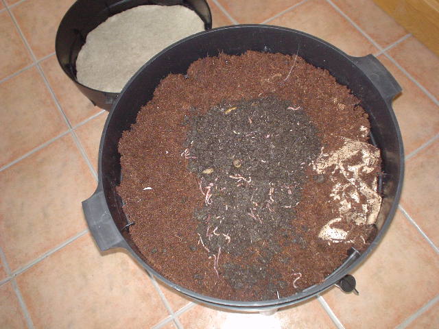 Mmmm...  coconut goo and worms!