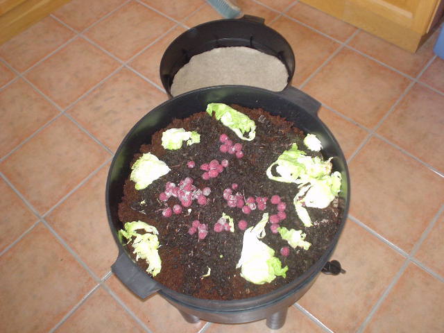 And don't forget some raspberries (a bit fuzzier then one would prefer) and some lettuce!